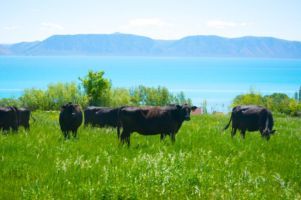 Blb Bear Lake Beef Company