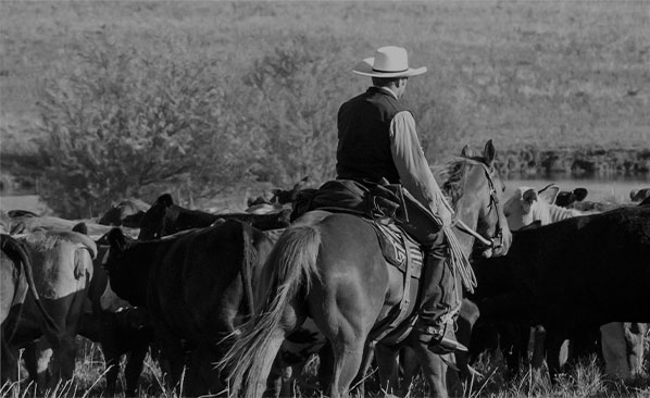 A rancher riding a horse with a herd of cattle